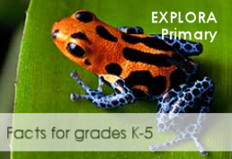 Colorful tree frog representing Explora database for grades K - 5
